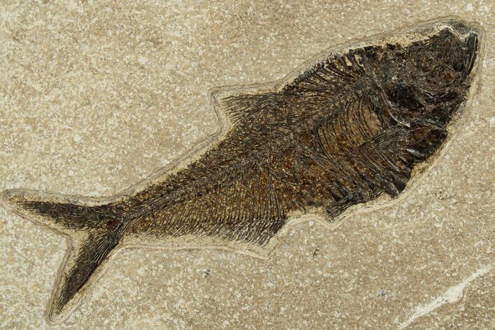Detailed Fossil Fish (Diplomystus) - Wyoming #328096